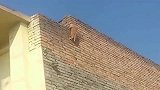 橘猫：这才是真正的攀岩，连安全带都不用，太厉害了！