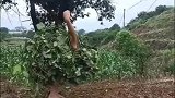 发现了一只奇怪的动物