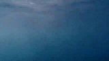 游客在海里游泳，听到岸上游客惊呼危险，看清楚后赶忙上岸！