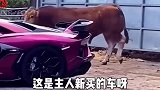 搞笑配音：兰博基尼遇到兰博基牛，猜猜会发生什么？