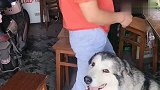 狗子想吃鸡腿，一直对着奶奶直唠叨，太逗了