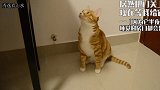 猫咪一大早就嘤嘤嘤叫，一双憨憨的大眼睛看着主人，它是想做什么