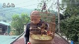 细细品鉴，这是一只好画眉鸟吗？
