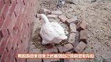 鸡蛋和鸭蛋一起被母鸭孵化，母鸭区别对待也太明显了，无情