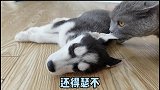 肥猫终于发飙了