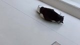 猫真会玩哦