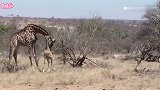 鬣狗对小长颈鹿下手, 长腿妈妈大战鬣狗，十分精彩！