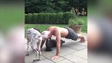 狗狗正在晒太阳，四仰八叉的样子，看起来真是滑稽！