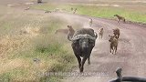 鬣狗为什么会惧怕非洲人？短短一分钟视频，让你明白非洲人的残忍