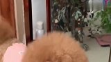 泰迪觉得自己发型难看，就疯狂示意主人，不剪就大发脾气，笑死了