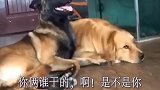 牛牛和王子犯错，主人叫后，装着趴地上慢慢往主人身边挪，太逗了