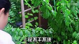 养花浇水十年功，记住这几字口诀，养花不要太省心！