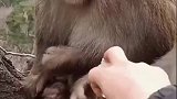 猴子喝酒之后，后续是怎么样