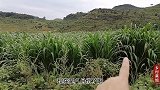 牧草长多高就可以砍喂牛羊，这个视频就可以给你答案，你想知道吗