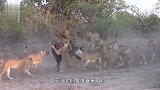 狮群正准备吃野牛肉，突然感觉地面在震动，接下来意外发生了