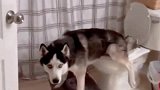 神犬二哈是如何上厕所的简直难以置信，原来它们可以这样！