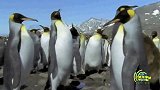 南极洲罕见黑肚皮企鹅 概率为25万分之一