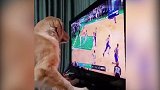 篮球-18年-把狗狗给急的！这可能就是篮球单身狗最真实的写照了