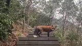 赤狐走走停停陪男子爬山1分钟