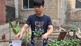 夏天养玉树，避免这些“误区”，不掉叶，“精神”足