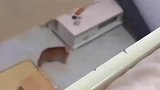 橘猫从楼下跑到楼上，一脸惊恐盯着主人