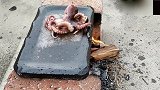 美食无处不在，烤个八爪鱼吃吃吧，美味