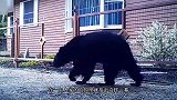 黑熊闯进院子，正准备翻围栏，下一秒突然掉头就跑，发生了啥？