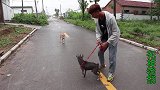 小伙领养雪纳瑞，带回来的路上竟与它的同伴互掐，场面如此壮观