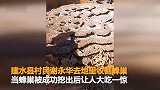 要20人抬！云南红河现巨大蜂巢 重600斤直径3米