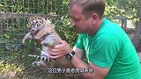 管理员整天照顾小老虎，还时不时抱起来亲吻，小老虎简直满脸呆萌