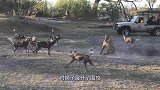 野狗疯狂追杀角马，怎料却被角马戏耍，野狗：万万没想到啊！