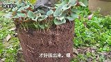 今天给大家分享栽种折耳根的技巧，不用工具也能弄出长根，厉害