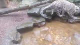 雪豹怕把尾巴打湿了，叼着尾巴过水坑，这也太可爱了吧
