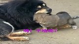 小奶狗：君子报仇，三个月不晚，你等着