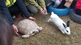 现实版的龟兔赛跑，看看到底是兔子赢了还是乌龟赢了
