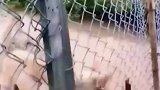 狗子过河走木桥，竟遭同类无情嘲讽