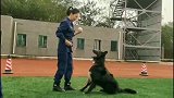 警犬咋样，对我还满意吗