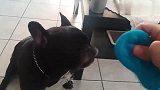 主人跟狗狗互动，狗狗配合完美，画面好搞笑啊