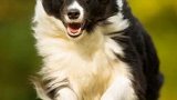 边境牧羊犬：在世界犬种智商排行第一名