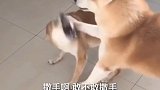 实力造就一切，成功绝非偶然，柴老二你就认了吧！