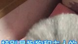 狗狗舔脸表示尊重巴结