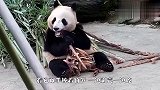 熊猫看到同伴吃竹笋，过去抓起一根就跑，下一秒笑岔气了