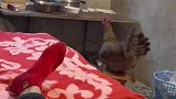小鸡到处拉还打碎主人的碗