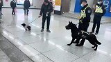 小狗遇到警犬后的反应太真实了，平时你那嚣张劲呢