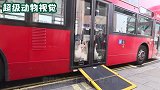 狗狗带一群大鹅坐公交车，路人纷纷拍照，都感到不可思议