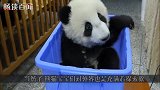 可爱！一只爱调皮的小熊猫，当着妈妈的面越狱，连理由都已想好