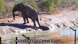 小象掉进河中无法上岸，象群救援无果后离开，象妈妈举动令人敬佩