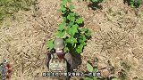 荒野求生第十一天，误食变质的猪肉，我四肢无力
