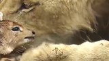 母狮抓到刚出生的小鹿，多次想吃却忍住了，镜头记录这暖心的一幕