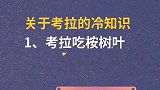 冷知识关于考拉的